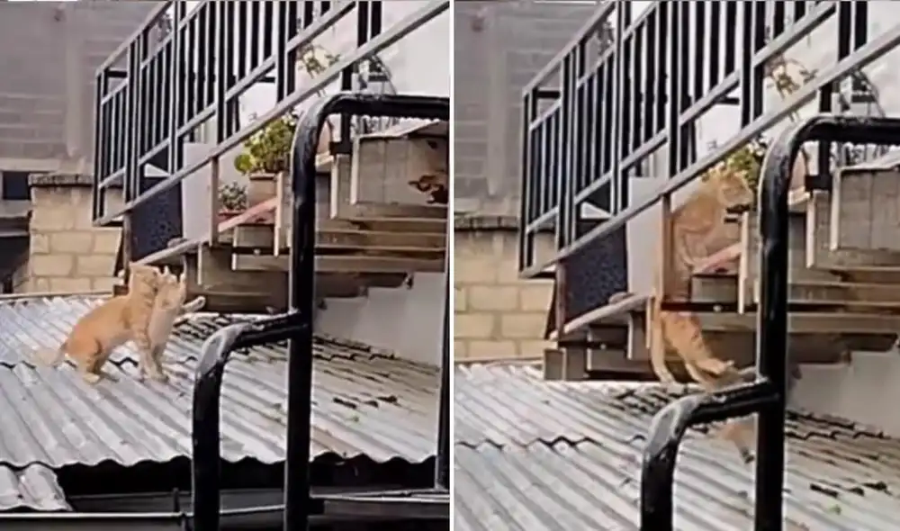 La viral escena logró obtener miles de reproducciones en poco tiempo y fue compartida en diferentes plataformas sociales. Foto: captura de TikTok