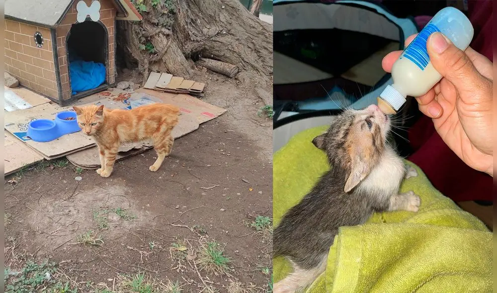 El parque Ramón Castilla alberga alrededor de 50 a 60 gatitos, los cuales son abandonados desde temprana edad. Fotos: Organización Gatos Ramón Castilla. El parque Ramón Castilla alberga alrededor de 50 a 60 gatitos, los cuales son abandonados desde temprana edad. Fotos: Organización Gatos Ramón Castilla.