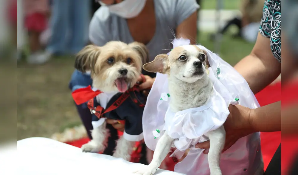 Una pareja de perros vestida de manera alusiva a su boda canina. Foto: Referencial/Andina-Carla Patiño Una pareja de perros vestida de manera alusiva a su boda canina. Foto: Referencial/Andina-Carla Patiño