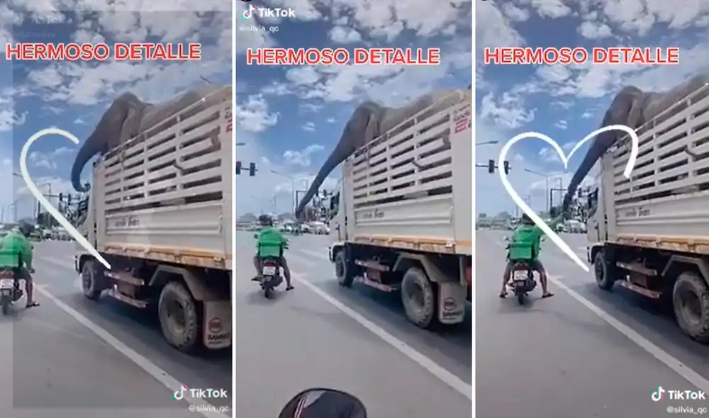 El hombre no dudó en sacar unas piezas de comida de su caja y se lo dio al elefante. Foto: captura de TikTok