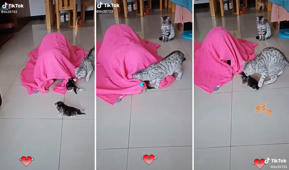 El muchacho comenzó a meter a dos gatitos dentro de la sábana y la madre no permitió que le arrebataran al último de sus peluditos. Foto: captura de TikTok