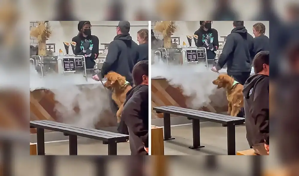 La actuación del can consiguió más de 8 millones de reproducciones. Foto: captura de TikTok