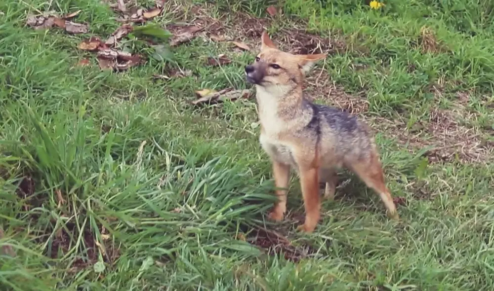 Run Run compartirá su espacio con una compañera de su misma especie. Foto: Serfor Run Run compartirá su espacio con una compañera de su misma especie. Foto: Serfor