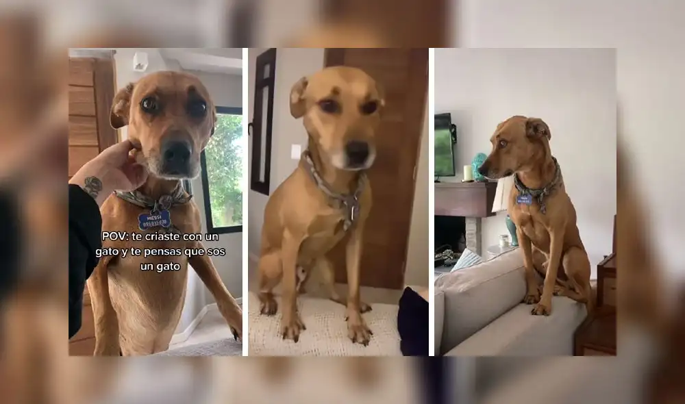 El clip consiguió alrededor de 3,1 millones de reproducciones en la red social. Foto: captura de TikTok El clip consiguió alrededor de 3,1 millones de reproducciones en la red social. Foto: captura de TikTok