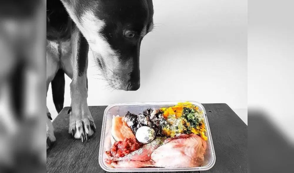 En la actualidad, los canes pueden comer diversas carnes. Foto: chefsanddogs En la actualidad, los canes pueden comer diversas carnes. Foto: chefsanddogs