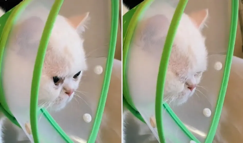 La viral escena logró obtener más de 1.9 millones de reproducciones, 481.000 'me gusta' y miles de comentarios en poco tiempo. Foto: captura de TikTok