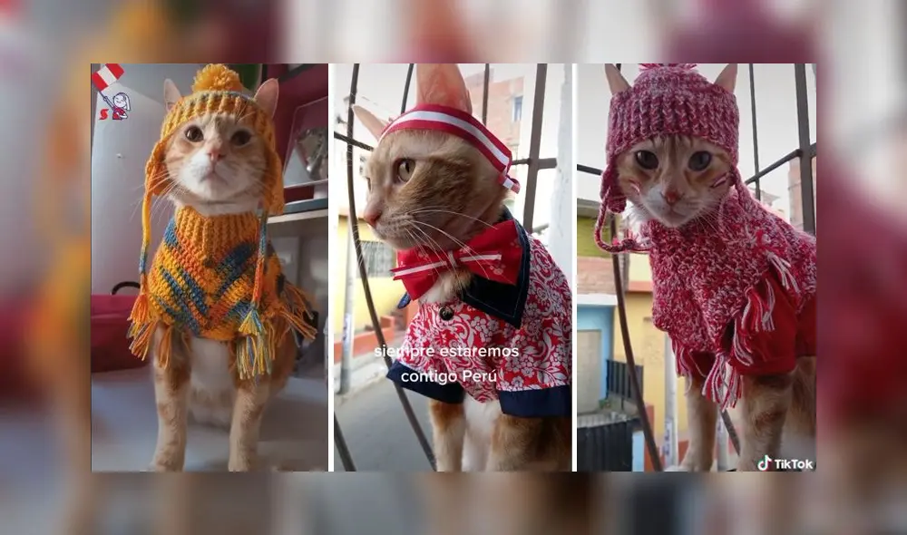 El minino cuenta con más de 102.600 seguidores en la red social. Foto: captura de TikTok