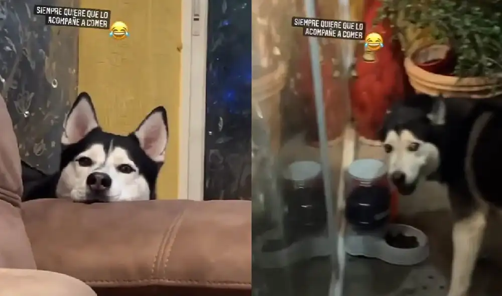 El perrito vigilaba que su dueña esté a su lado mientras comía sus croquetas. Foto: captura de TikTok