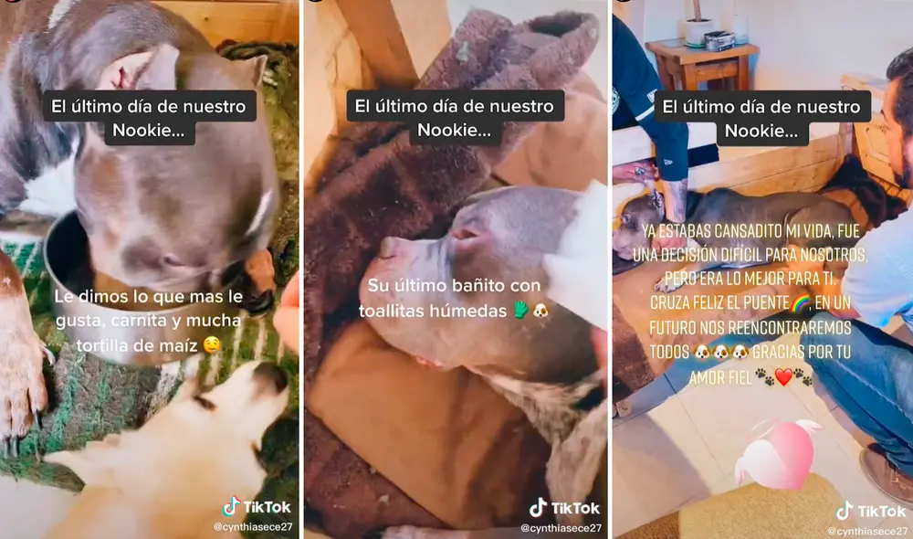 El perrito vivió los mejores 6 años de su vida al lado de una familia que lo amó desde el inicio. Foto: captura de TikTok