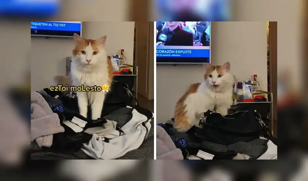 La escena sumó 75.300 'me gusta' en la red social. Foto: captura de TikTok