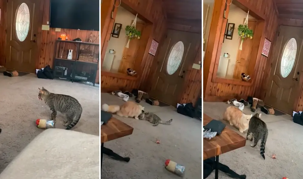 La gatita apoyaba a su amiga para evitar que sufriera algún percance por su discapacidad visual. Foto: captura de TikTok