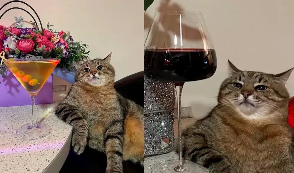 “Sus contribuciones no tienen precio: gracias a su apoyo, podemos brindar atención y tratamiento dignos a todos los animales en Ucrania”, escribió el dueño del gato. Foto: Stepan / TikTok “Sus contribuciones no tienen precio: gracias a su apoyo, podemos brindar atención y tratamiento dignos a todos los animales en Ucrania”, escribió el dueño del gato. Foto: Stepan / TikTok