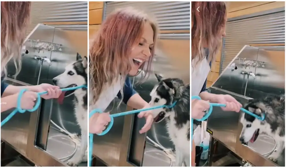 Perrito no quiere bañarse y hace reír a miles en TikTok con divertido ‘berrinche’. Foto: captura de TikTok.