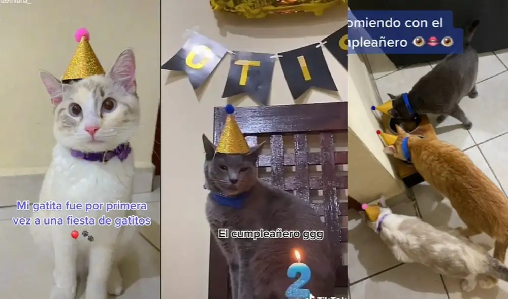 Los felinos celebraron el cumpleaños de su 'amigo' y se divirtieron rompiendo una piñata. Foto: captura de TikTok