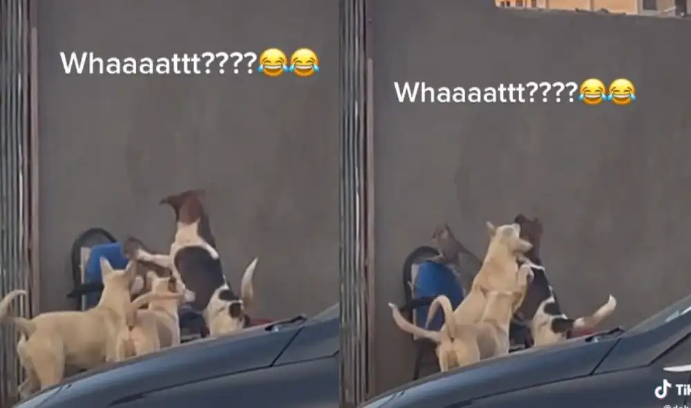 El gatito fue 'salvado' por su amigo y pudo quedarse con su asiento. Foto: captura de TikTok