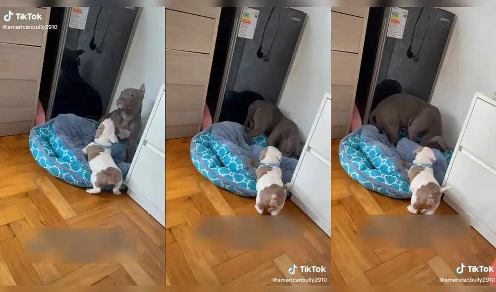 El cachorro más pequeño no quiso moverse de la cama. Foto: captura de TikTok