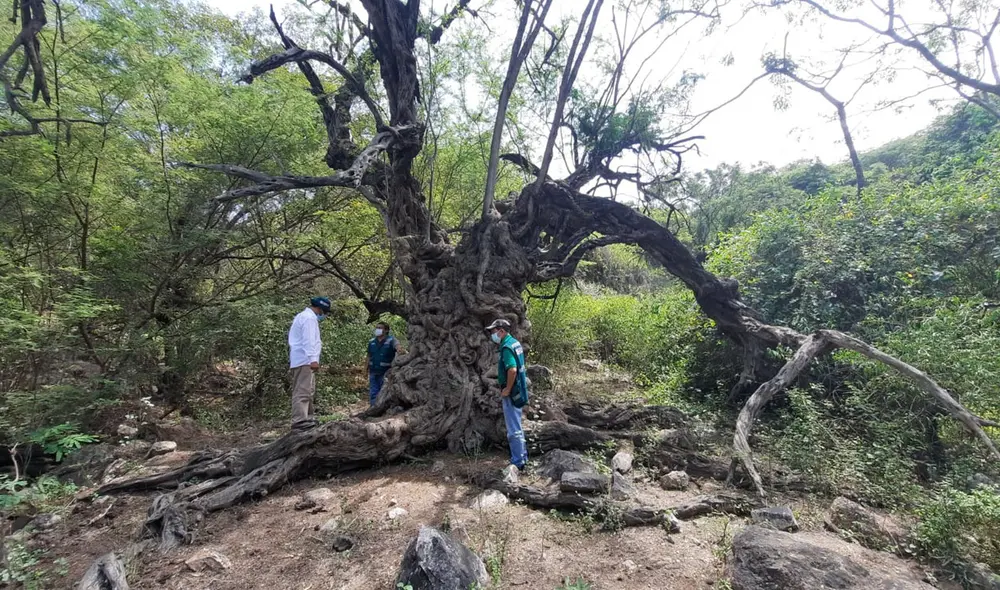 Se conoció que la copa del algarrobo se asemeja a una sombrilla. Foto: SERFOR