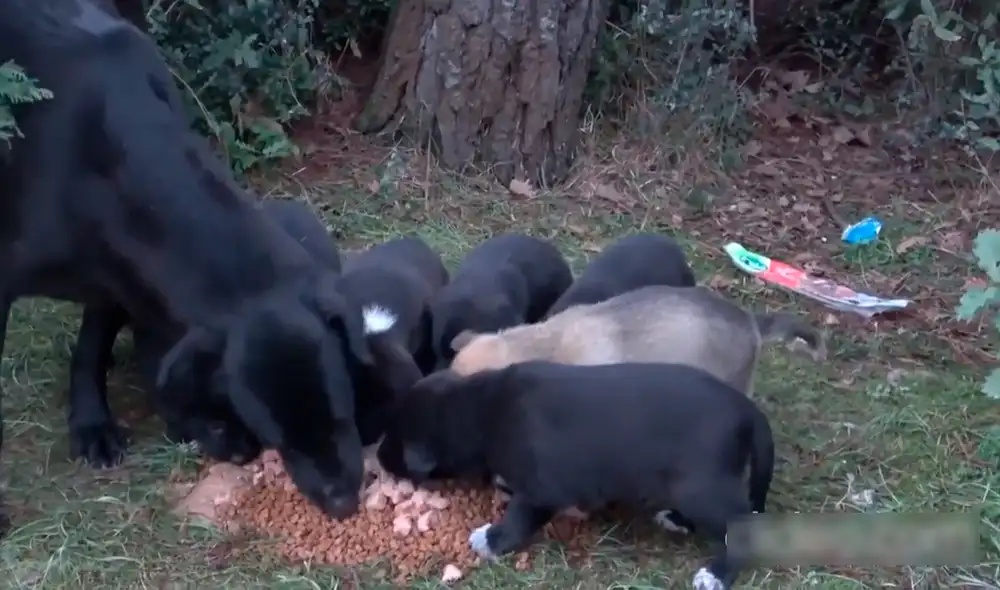 La mamá perruna no dejaba de ver que todos sus bebés se alimentaran bien. Foto: captura de YouTube La mamá perruna no dejaba de ver que todos sus bebés se alimentaran bien. Foto: captura de YouTube