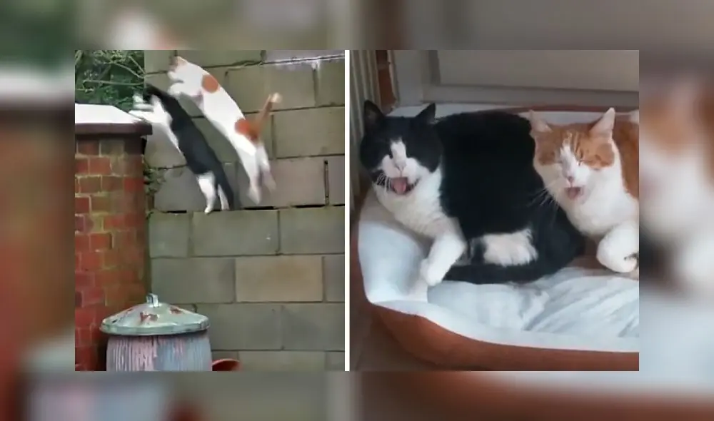 La escena consiguió 11,6 millones de visualizaciones en la red social. Foto: captura de TikTok La escena consiguió 11,6 millones de visualizaciones en la red social. Foto: captura de TikTok