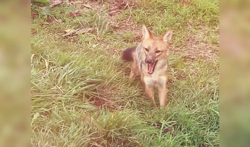 Se espera que el zorro andino tenga crías con una hembra de su especie, también rescatada de los traficantes de especies silvestres. Foto: Serfor Se espera que el zorro andino tenga crías con una hembra de su especie, también rescatada de los traficantes de especies silvestres. Foto: Serfor