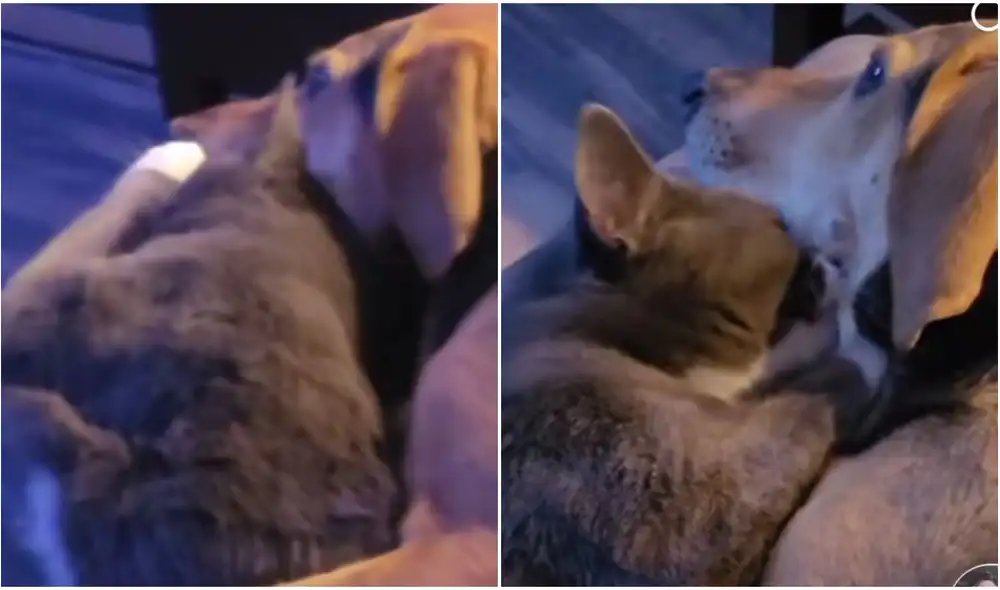 La dulce amistad entre un gato y un perro enternece a miles en TikTok. Foto: captura de TikTok.