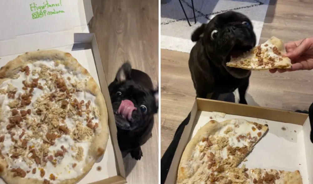 Miles de usuarios no han parado de reír con la graciosa conducta del animal. Foto: captura de Twitter