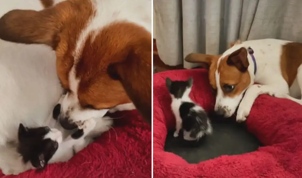 La tierna relación de ambos animales logró conmover a miles en las redes sociales. Foto: captura de TikTok