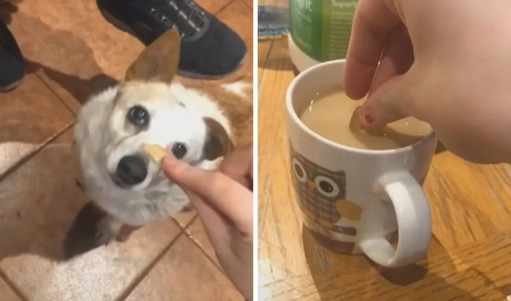 Las imágenes ya cuentan con miles de reproducciones en redes sociales. Foto: captura de TikTok