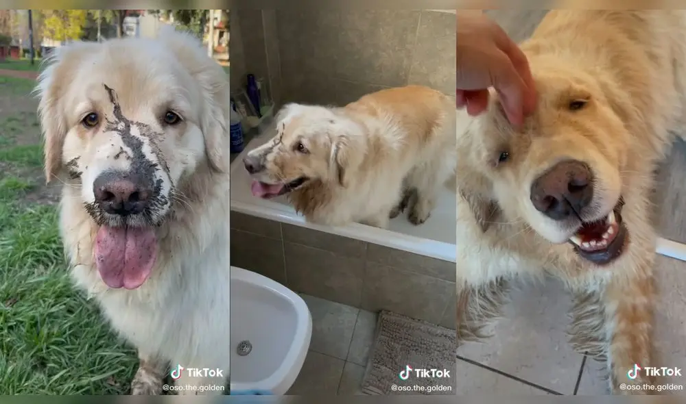 El perrito se ensució en un charco que había en el parque. Foto: captura de TikTok
