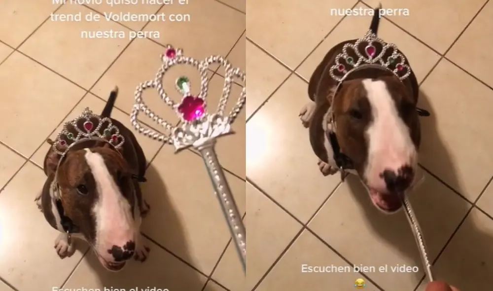 El tierno can hizo reír a miles al no dejar que su dueño continuara con su actuación. Foto: captura de TikTok