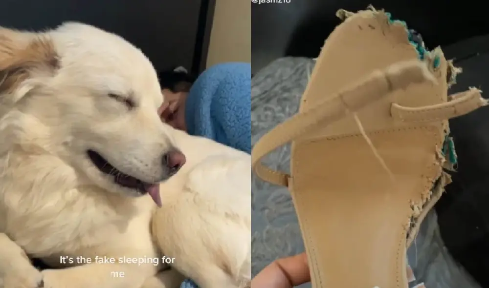 La perrita Luna evitó mirar a su dueña para no ser regañada. Foto: captura de TikTok