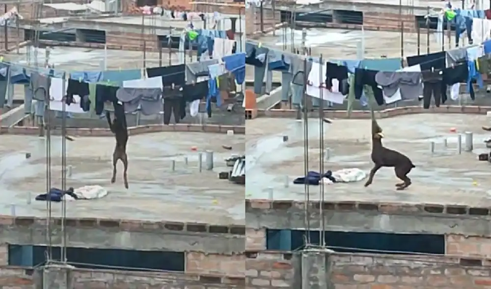El perrito jaló varias prendas para jugar en el techo de su casa. Foto: captura de TikTok