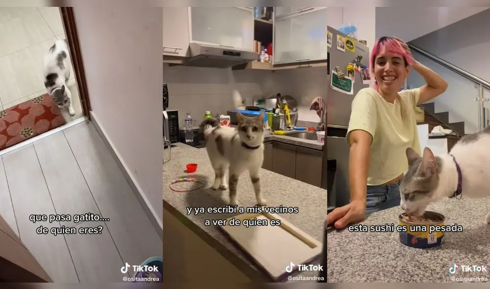 La mujer engrió al gatito que encontró en la puerta de su casa. Foto: captura de TikTok