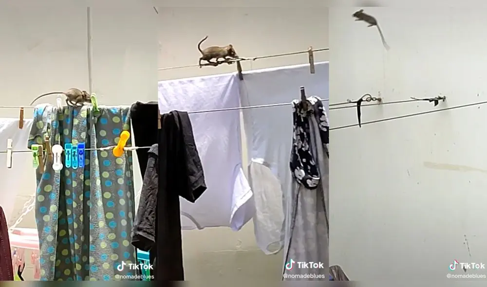 El roedor corrió por los cordeles y sorprendió a los usuarios. Foto: captura de TikTok El roedor corrió por los cordeles y sorprendió a los usuarios. Foto: captura de TikTok
