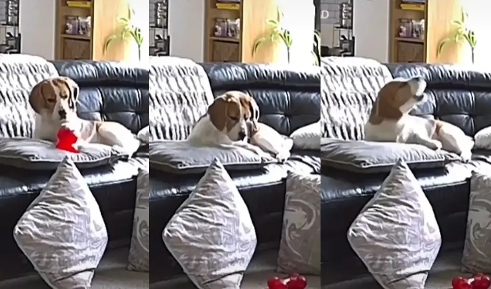 El "llanto" del animalito ha recibido más de un millón de visualizaciones. Foto: captura de TikTok