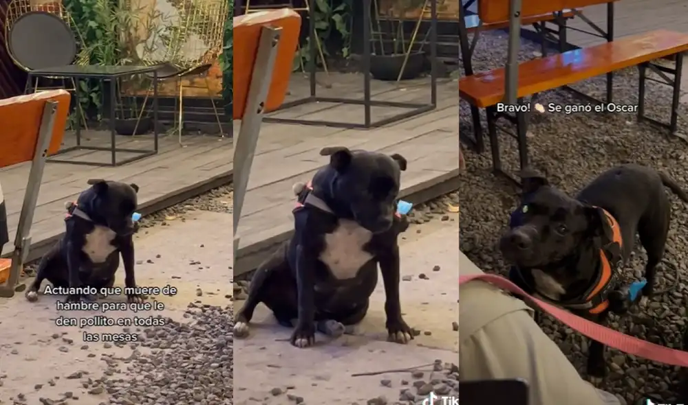La dueña de Mía grabó cada expresión de su perrita cada vez que pide comida. Foto: captura de TikTok La dueña de Mía grabó cada expresión de su perrita cada vez que pide comida. Foto: captura de TikTok