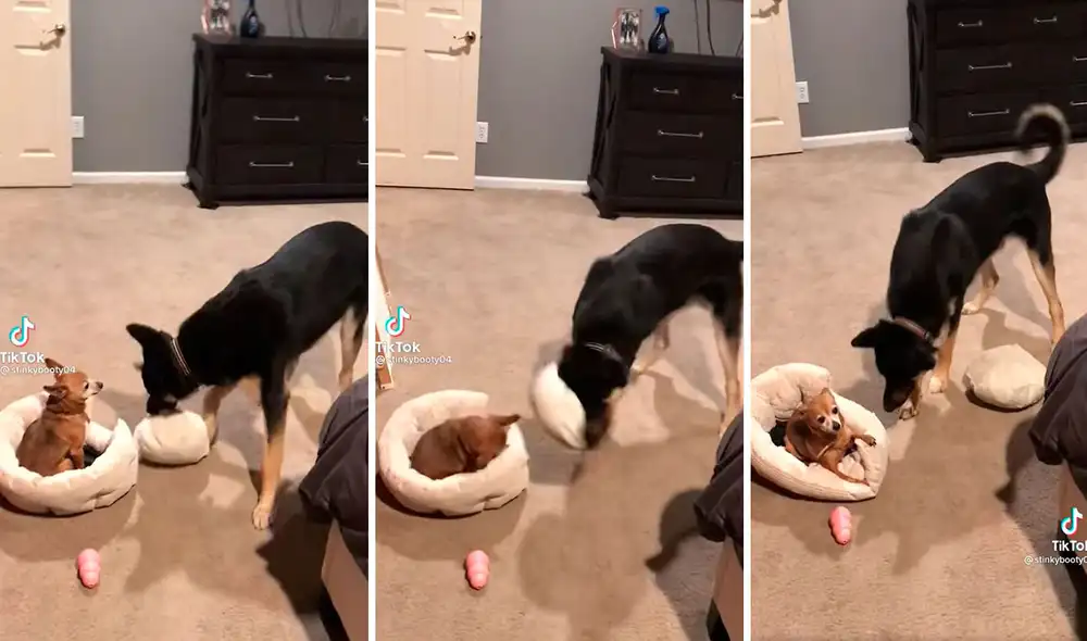 Luego de que se percató de su travesura, un perro se acercó a su ‘hermano’ para ver si estaba bien tras el incidente. Foto: captura de TikTok