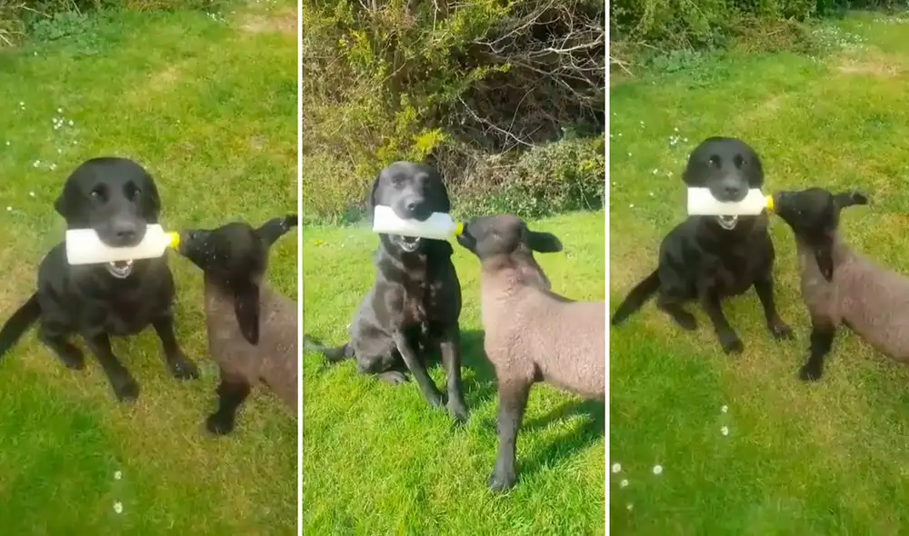 El perrito llamó la atención de los usuarios al darle el biberón con su hocico al borreguito. Foto: captura de YouTube El perrito llamó la atención de los usuarios al darle el biberón con su hocico al borreguito. Foto: captura de YouTube