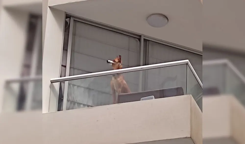 El can fue encerrado en el balcón de un departamento. Foto: Cizem/Twitter El can fue encerrado en el balcón de un departamento. Foto: Cizem/Twitter