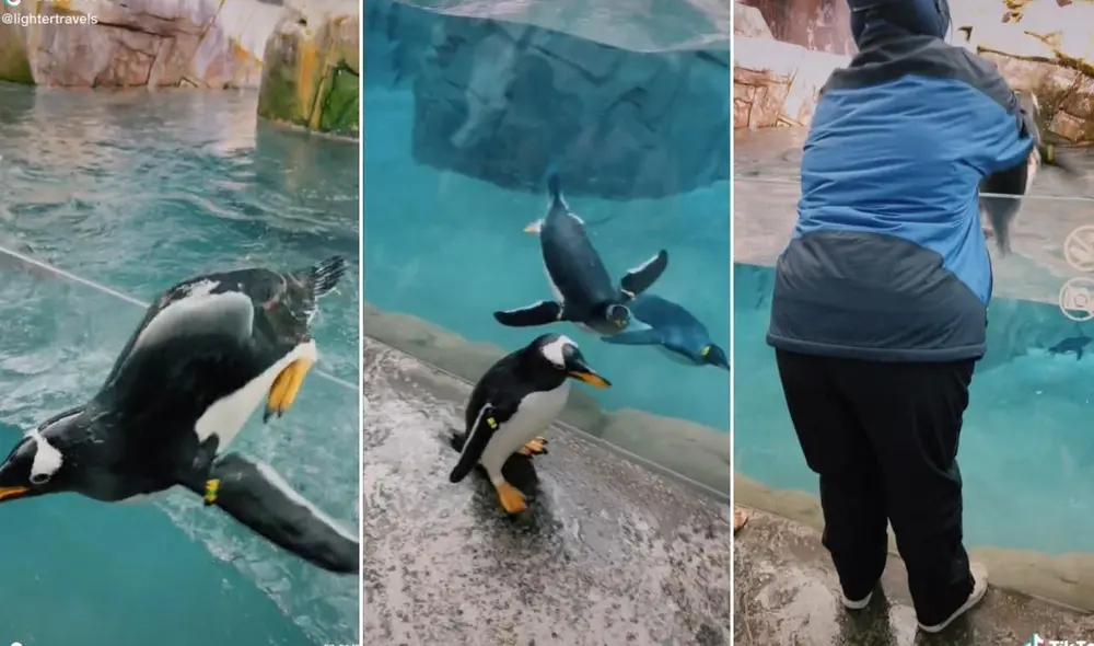 La viral escena compartida por @lightertravels, logró obtener más de 4.2 millones de reproducciones, 382.000 'me gusta' y miles de comentarios. Foto: captura de Facebook La viral escena compartida por @lightertravels, logró obtener más de 4.2 millones de reproducciones, 382.000 'me gusta' y miles de comentarios. Foto: captura de Facebook