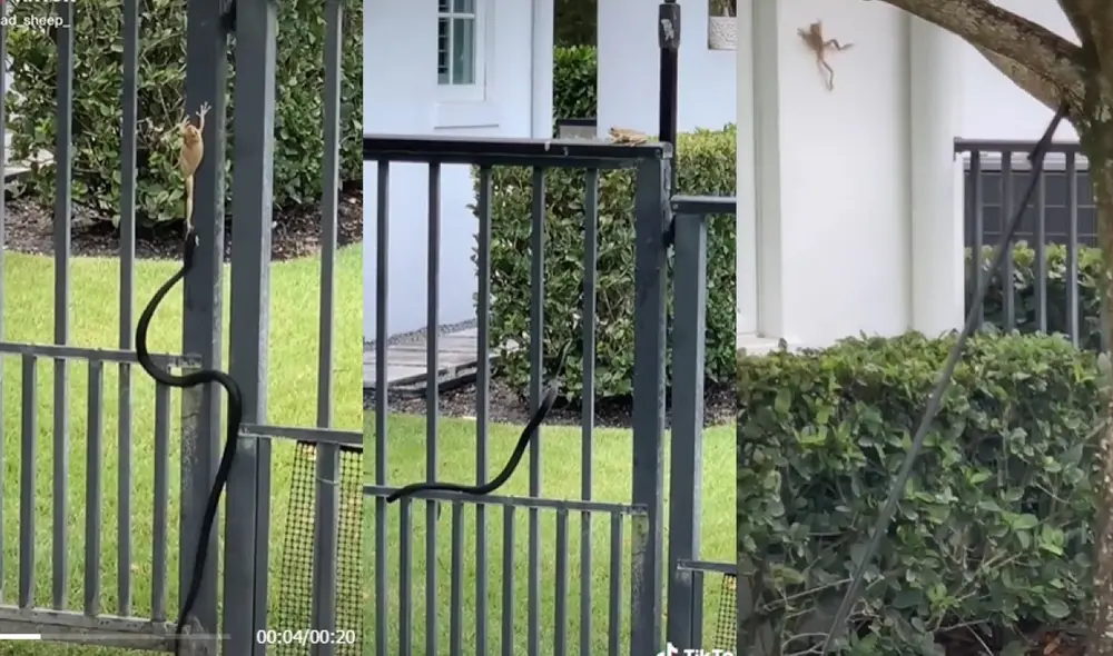 El video ha acumulado más de seis millones de visualizaciones y cientos de comentarios. Foto: captura de TikTok El video ha acumulado más de seis millones de visualizaciones y cientos de comentarios. Foto: captura de TikTok