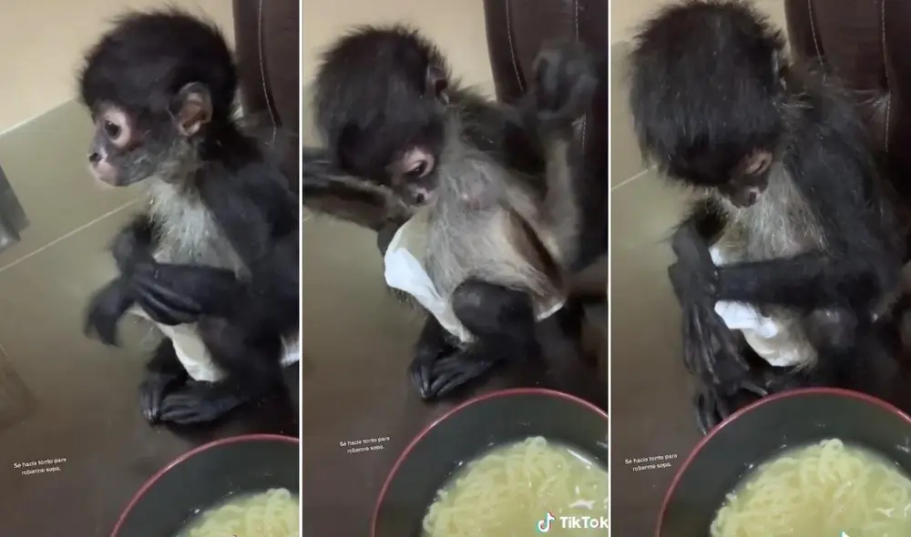 La viral escena protagonizada por el monito, logró obtener miles de reacciones en poco tiempo. Foto: captura de TikTok