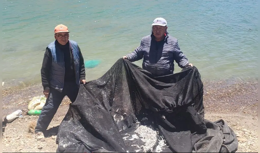 Los alevinos fueron sembrados en jaulas en octubre de 2021. Foto: Liubomir Fernández/La República