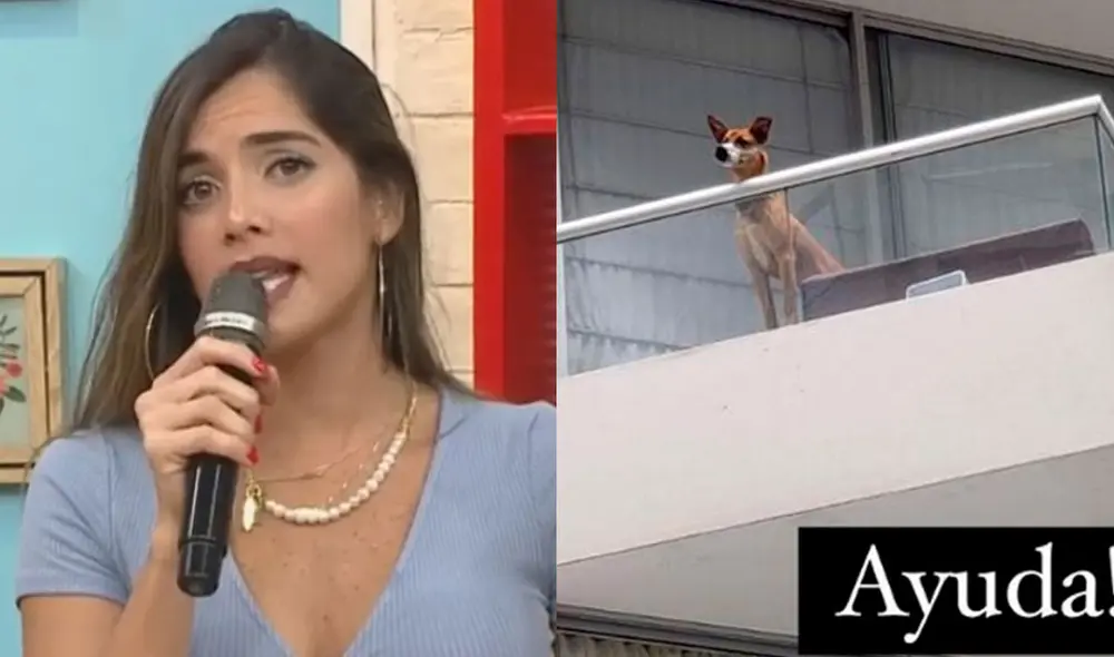 Korina Rivadeneira molesta con dueña de perro con hocico amarrado. Foto: composición/captura-Instagram/Korina Rivadeneira Korina Rivadeneira molesta con dueña de perro con hocico amarrado. Foto: composición/captura-Instagram/Korina Rivadeneira