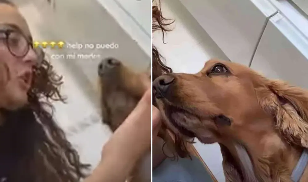 Las imágenes hicieron reír a miles de usuarios en las redes sociales. Foto: captura de TikTok