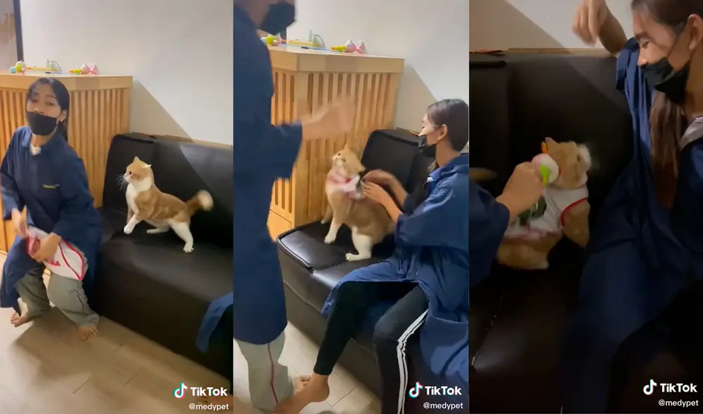 Ambas mujeres engrieron a su mascota para que acepte ponerse su ropa. Foto: captura de TikTok