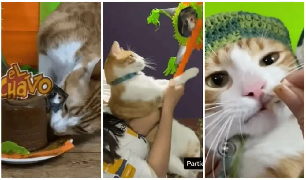 Festejan cumpleaños número 3 de un gatito con temática de “El Chavo del 8”. Foto: captura de TikTok.