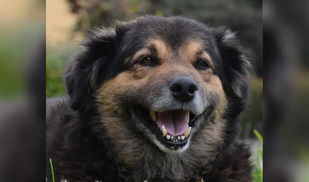 Olga falleció después de compartir más de 10 años al lado de los sanmarquinos. Foto: Perrovaca UNMSM