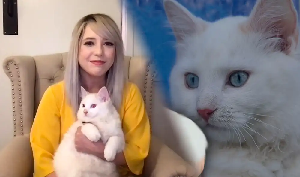 Belle nació usando ADN clonado de Chai. Foto: Kelly Anderson Belle nació usando ADN clonado de Chai. Foto: Kelly Anderson