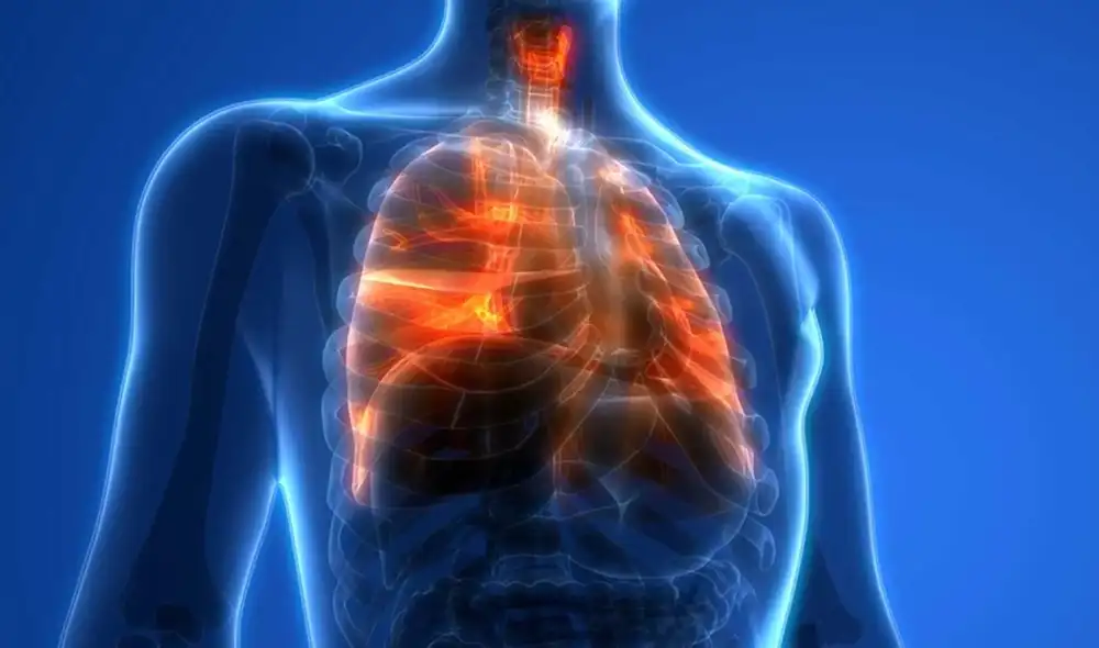 La familia de células, llamadas células RASC, se ubica en los bronquiolos, unas diminutas ramificaciones que se conectan con los alveolos. Foto: Johns Hopkins Medicine